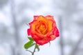 Rose in the gardenÃÂ at Khun Wang ,Chiang Mai, Thailand,